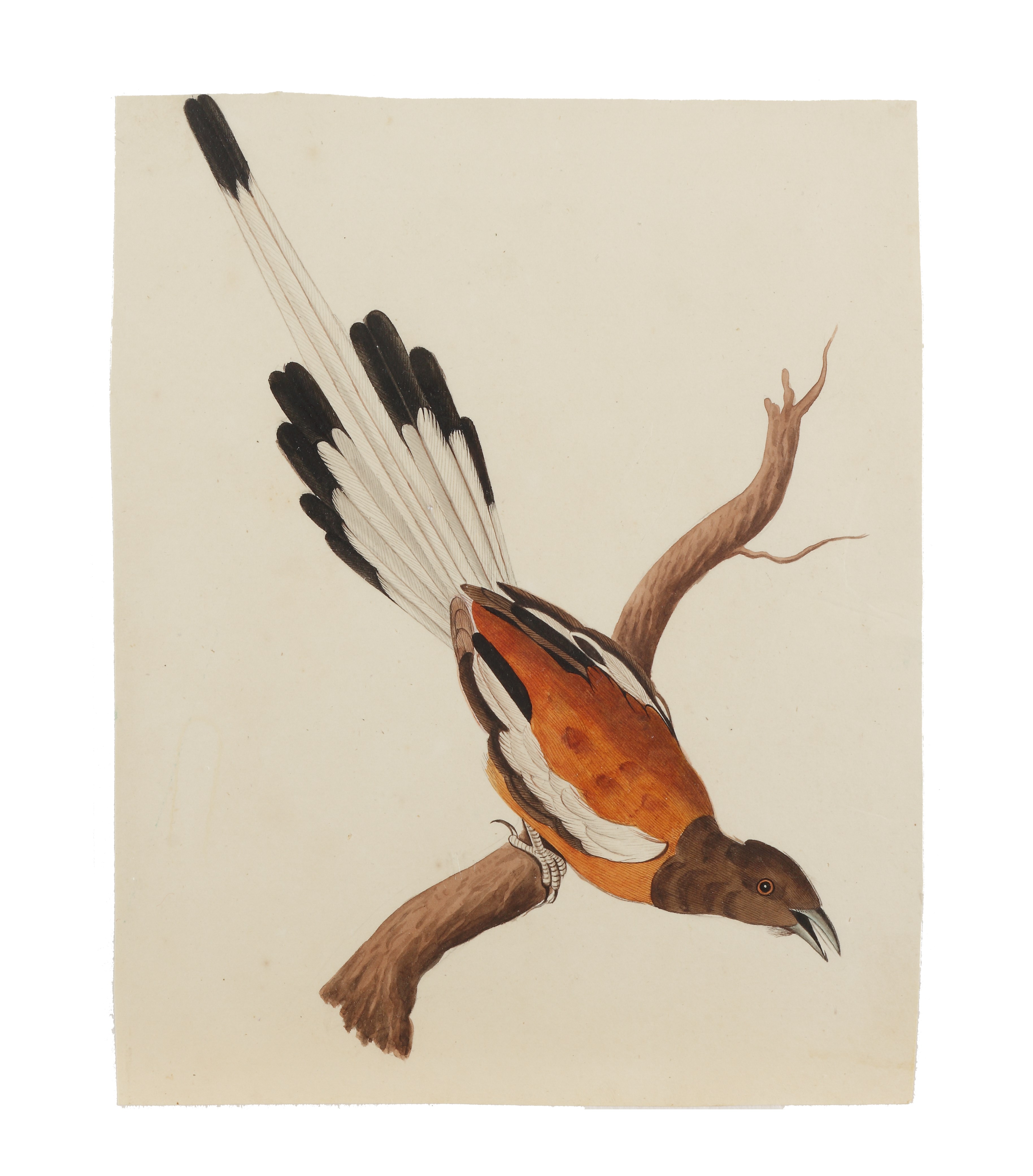 Sarah Stone (1760 - 1844) 